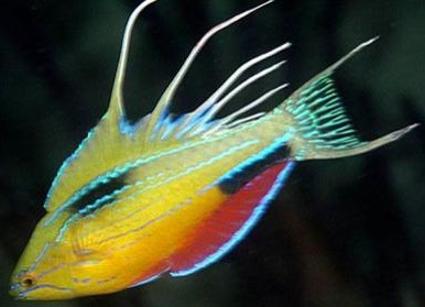 Топ-20 самых необычных животных, найденных за последние 20 лет