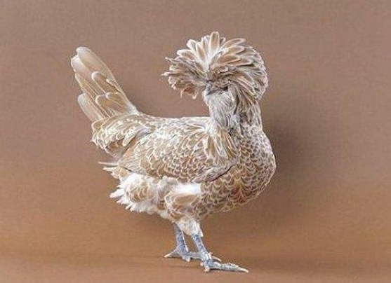 Домашняя птица - курица