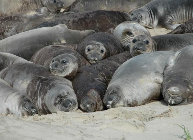 млекопиÑаÑÑее моÑÑкое живоÑное