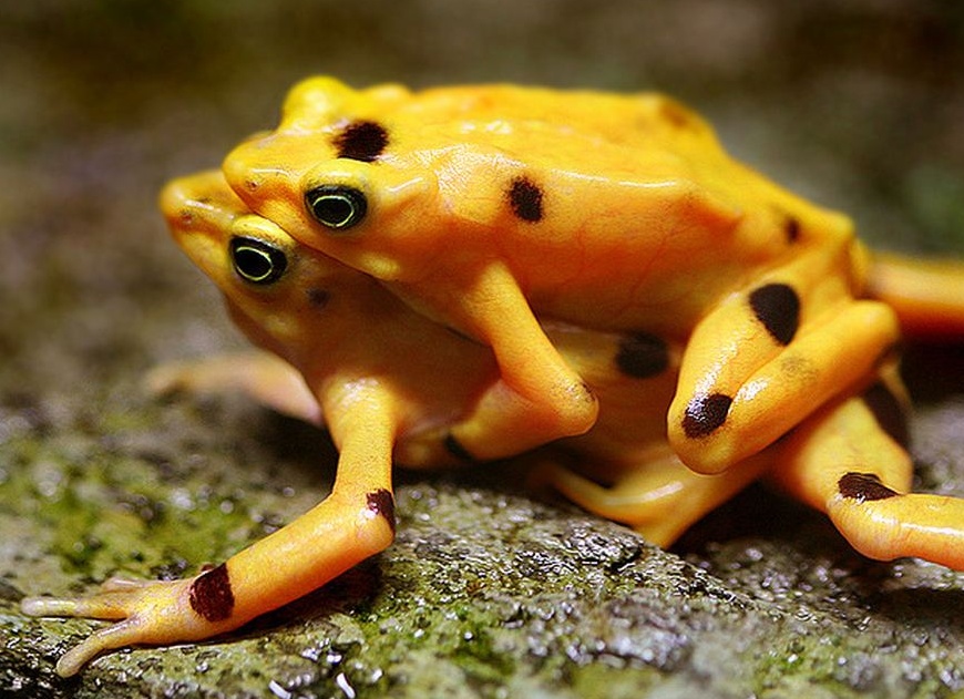 Самое опасное животное