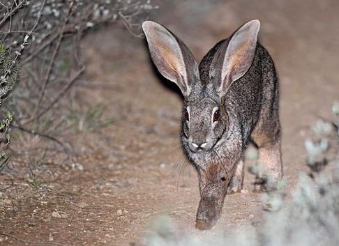 Ñедкие и необÑÑнÑе живоÑнÑе миÑа