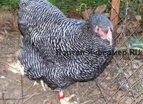 Курица породы плимутрок