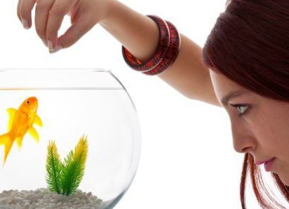 артемия корм для рыбок фото