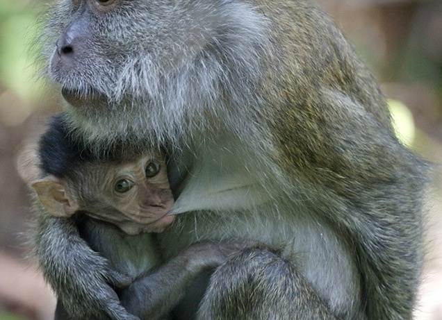 Как содержать домашнюю обезьяну