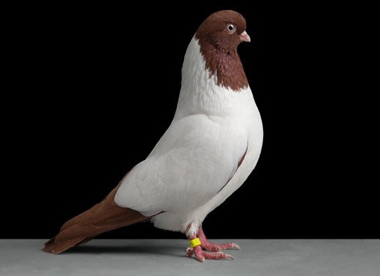 домашний голубь Автор фото: Tobias Kresse