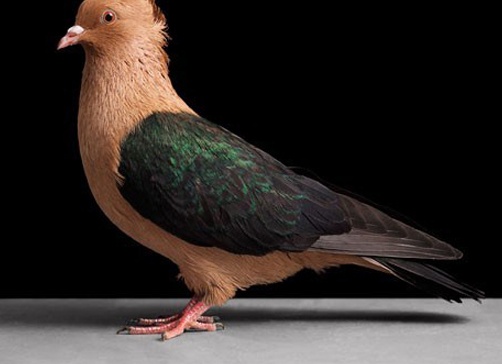 домашний голубь Автор фото: Tobias Kresse