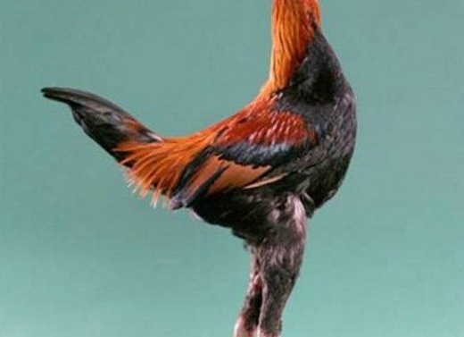 Домашняя птица - курица