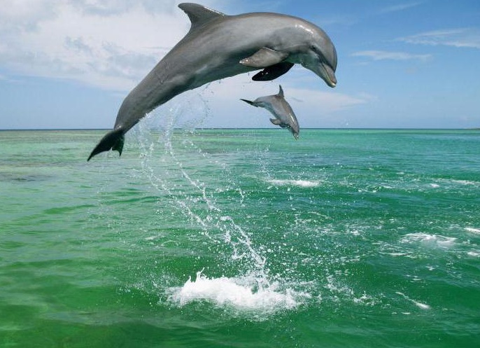 кÑаÑÐºÐ°Ñ Ñ
аÑакÑеÑиÑÑика ÑаÑÑÑва живоÑнÑÑ