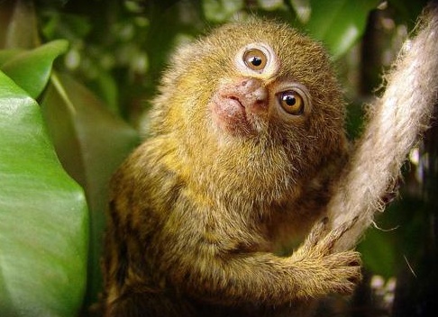 маÑÑÑÑка каÑликоваÑ