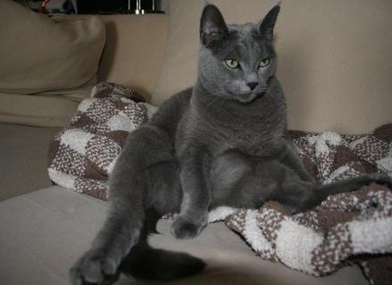 ÐоÑода коÑек ÑÑÑÑÐºÐ°Ñ Ð³Ð¾Ð»ÑÐ±Ð°Ñ Ñ
аÑакÑеÑ