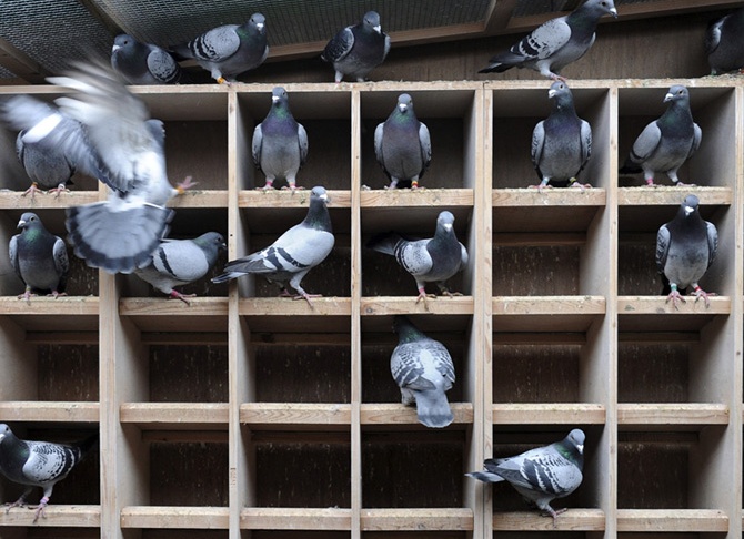 домашний голубь Источник фото: photoblog.nbcnews.com