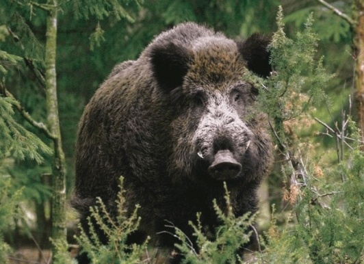 Охота на кабана, охота на кабана на овсах, охота на кабана из засидки, охота на кабана ночью, охота на кабана на кабаньих переходах, безопасность на охоте на кабана, как стрелять кабана на охоте