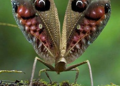 Топ-20 самых необычных животных, найденных за последние 20 лет