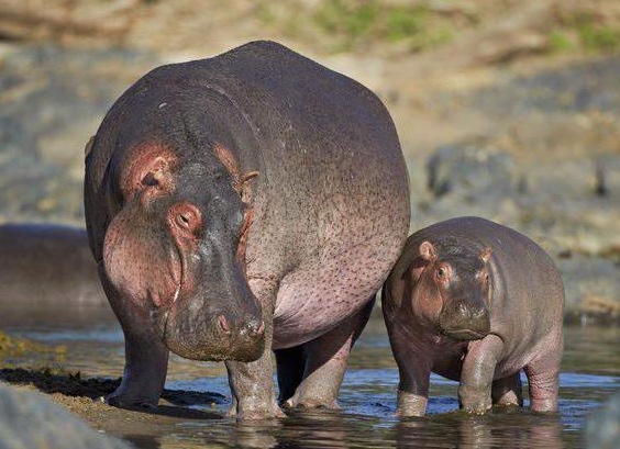 ÑÑпое живоÑное