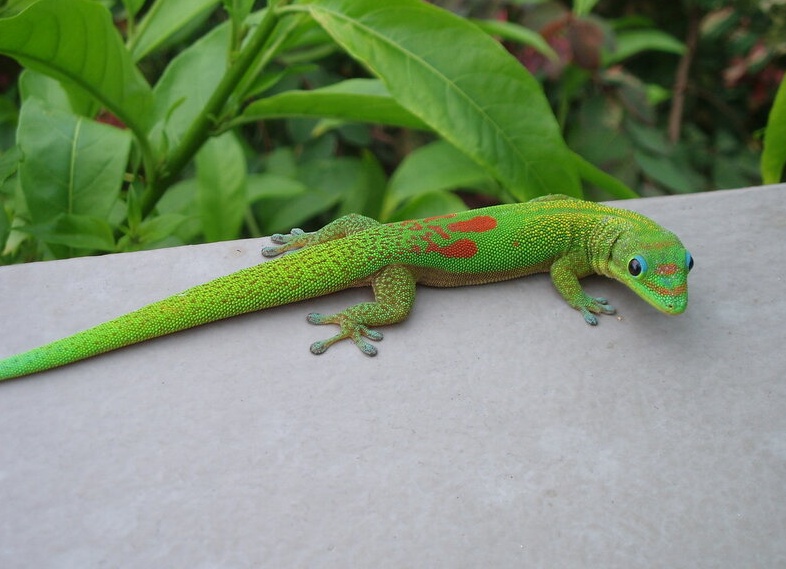 мадагаскарский геккон фельзума