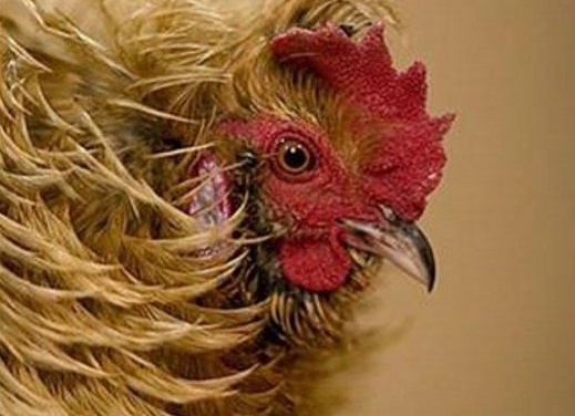 Домашняя птица - курица