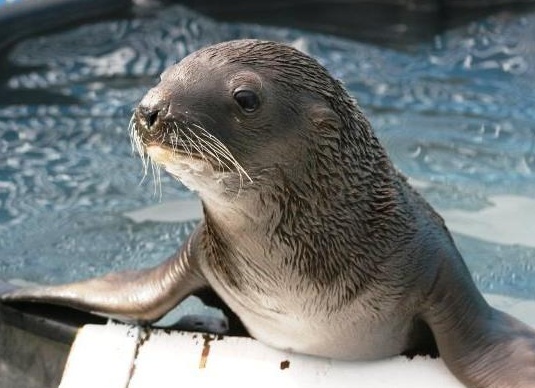 Ð²Ð¸Ð´Ñ Ð¼Ð»ÐµÐºÐ¾Ð¿Ð¸ÑаÑÑиÑ
живоÑнÑÑ