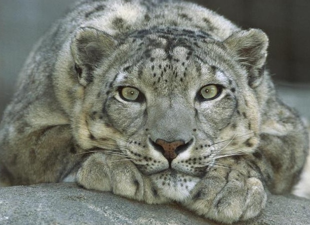 10 ÑамÑÑ
ÑедкиÑ
живоÑнÑÑ
миÑа