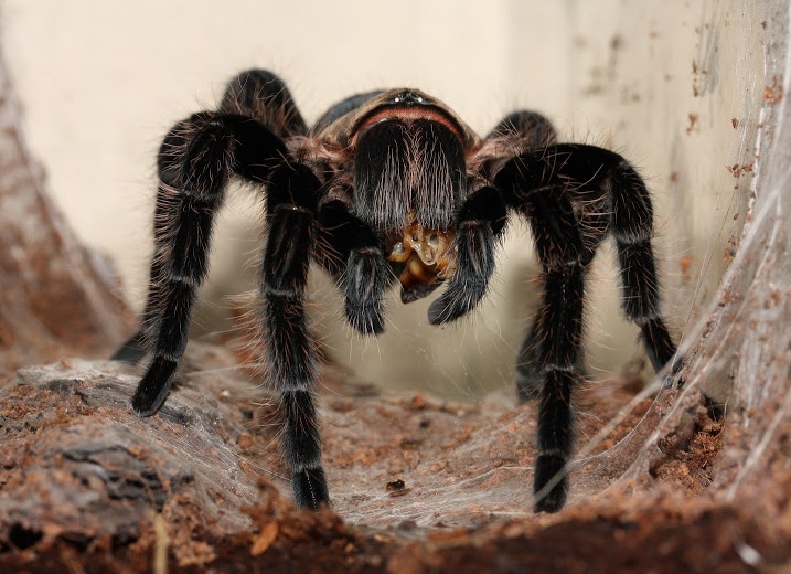 Brachypelma albopilosum