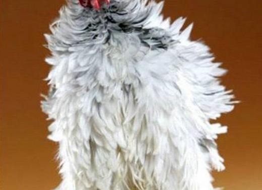 Домашняя птица - курица