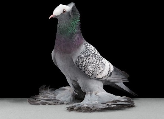 домашний голубь Автор фото: Tobias Kresse