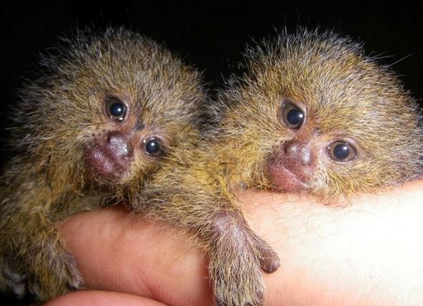 каÑÐ»Ð¸ÐºÐ¾Ð²Ð°Ñ Ð¼Ð°ÑÑÑÑка Ñена