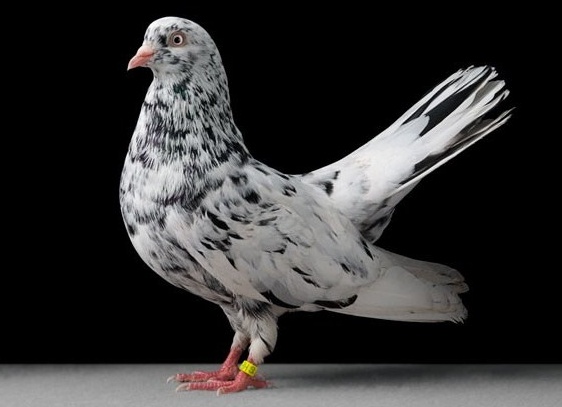 домашний голубь Автор фото: Tobias Kresse