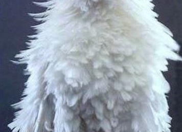 Домашняя птица - курица