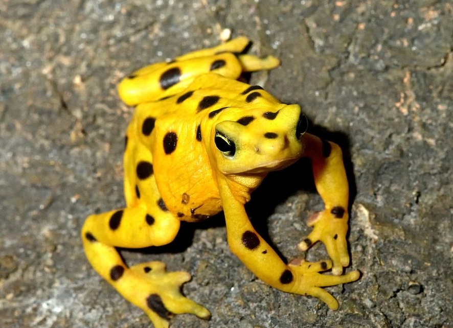 Самое опасное животное