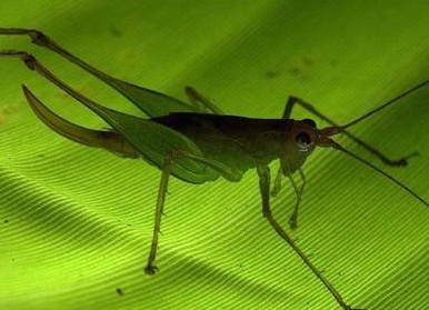 Топ-20 самых необычных животных, найденных за последние 20 лет