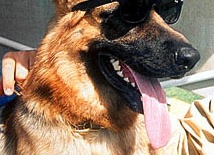 8 самых богатых животных на планете