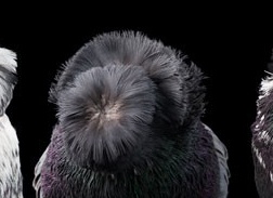 домашний голубь Автор фото: Tobias Kresse