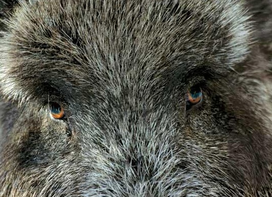 Охота на кабана, охота на кабана на овсах, охота на кабана из засидки, охота на кабана ночью, охота на кабана на кабаньих переходах, безопасность на охоте на кабана, как стрелять кабана на охоте