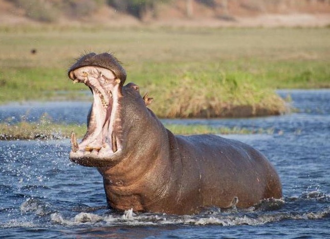 Ñамое ÑÑпое живоÑное