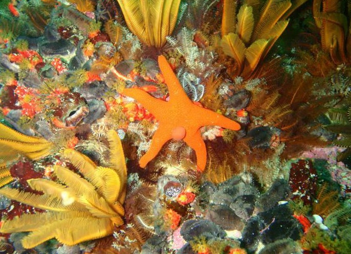 иглокожие пÑедÑÑавиÑели