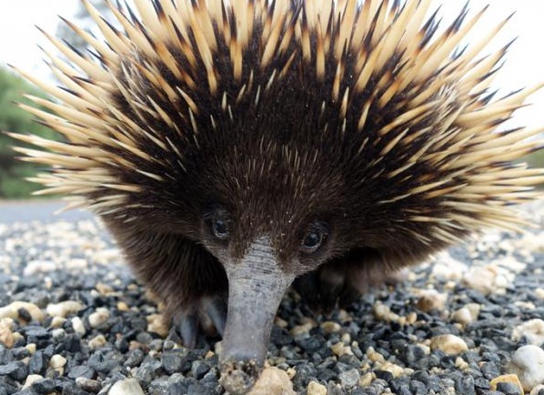 Ñедкие живоÑнÑе миÑа ÑоÑо