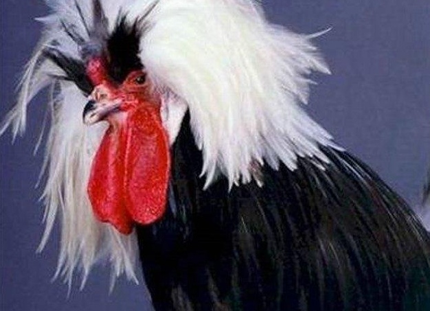 Домашняя птица - курица