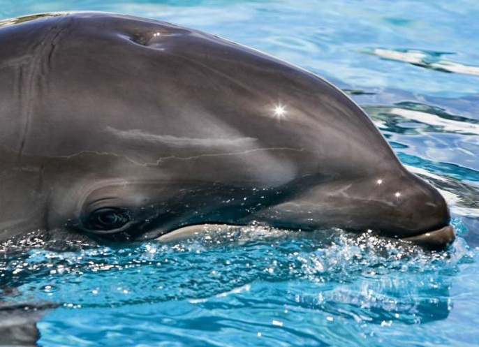 какие живоÑнÑе оÑноÑÑÑÑÑ Ðº млекопиÑаÑÑим