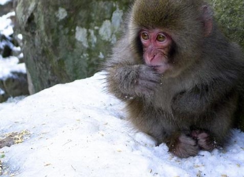 ÑпонÑкие макаки игÑаÑÑ Ð² Ñнежки