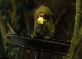 каÑÐ»Ð¸ÐºÐ¾Ð²Ð°Ñ Ð¼Ð°ÑÑÑÑка ÑоÑо