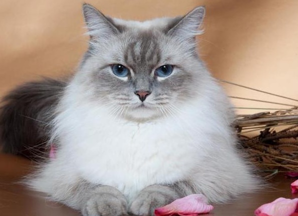 &amp;ETH;&amp;frac12;&amp;ETH;&amp;micro;&amp;ETH;&amp;sup2;&amp;Ntilde;&amp;ETH;&amp;ordm;&amp;ETH;&amp;deg;&amp;Ntilde; &amp;ETH;&amp;frac14;&amp;ETH;&amp;deg;&amp;Ntilde;&amp;ETH;&amp;ordm;&amp;ETH;&amp;deg;&amp;Ntilde;&amp;ETH;&amp;deg;&amp;ETH;&amp;acute;&amp;ETH;&amp;frac12;&amp;ETH;&amp;deg;&amp;Ntilde; &amp;ETH;&amp;ordm;&amp;ETH;&amp;frac34;&amp;Ntilde;&amp;ETH;&amp;ordm;&amp;ETH;&amp;deg; &amp;ETH;&amp;frac34;&amp;ETH;&amp;iquest;&amp;ETH;&amp;cedil;&amp;Ntilde;&amp;ETH;&amp;deg;&amp;ETH;&amp;frac12;&amp;ETH;&amp;cedil;&amp;ETH;&amp;micro; &amp;ETH;&amp;iquest;&amp;ETH;&amp;frac34;&amp;Ntilde;&amp;ETH;&amp;frac34;&amp;ETH;&amp;acute;&amp;Ntilde;