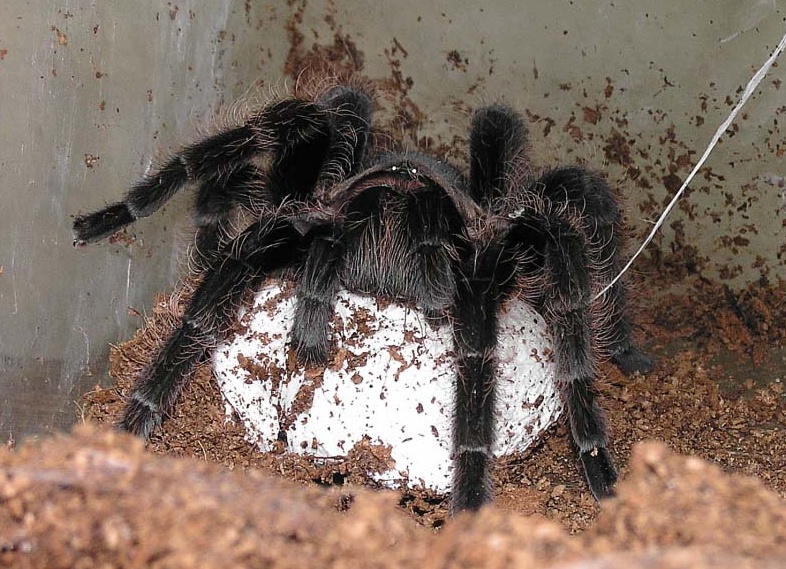 Brachypelma albopilosum