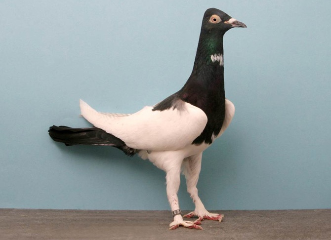 домашний голубь Источник фото: birds.animal-collection.ru