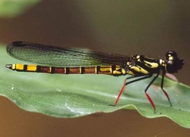 Топ-20 самых необычных животных, найденных за последние 20 лет