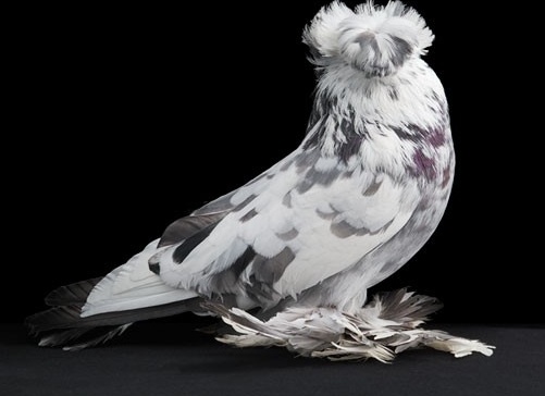 домашний голубь Автор фото: Tobias Kresse