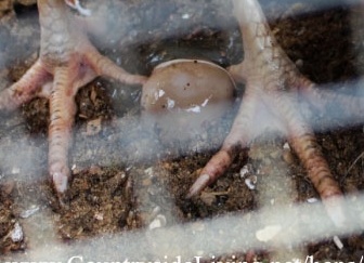 Куры &amp;amp;#39;льют яйца&amp;amp;#39;. Проблемы яйценоскости у куриц несушек