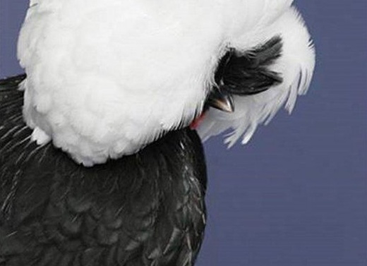 Домашняя птица - курица