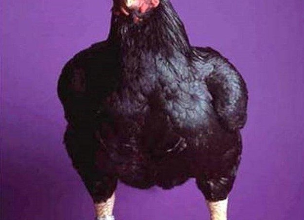 Домашняя птица - курица