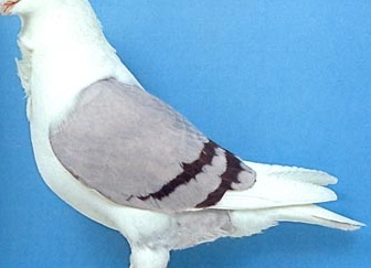 Антверпенская порода голубей Антверпенская порода голубей фото