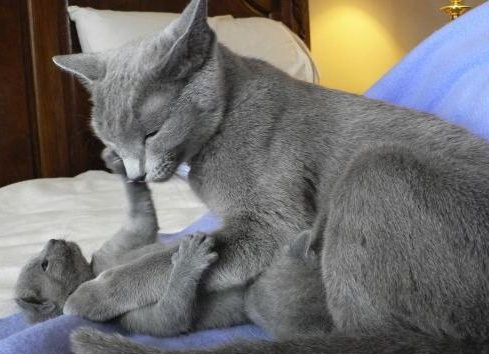 ÐедоÑÑаÑки как Ñ Ð»Ñбой коÑки Ñ ÑÑÑÑкой голÑбой еÑÑÑ Ñ
аÑакÑеÑ